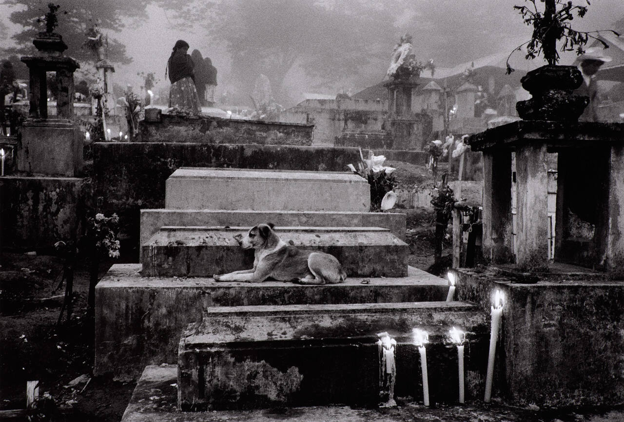 Mexico (Dog in Cemetery)
