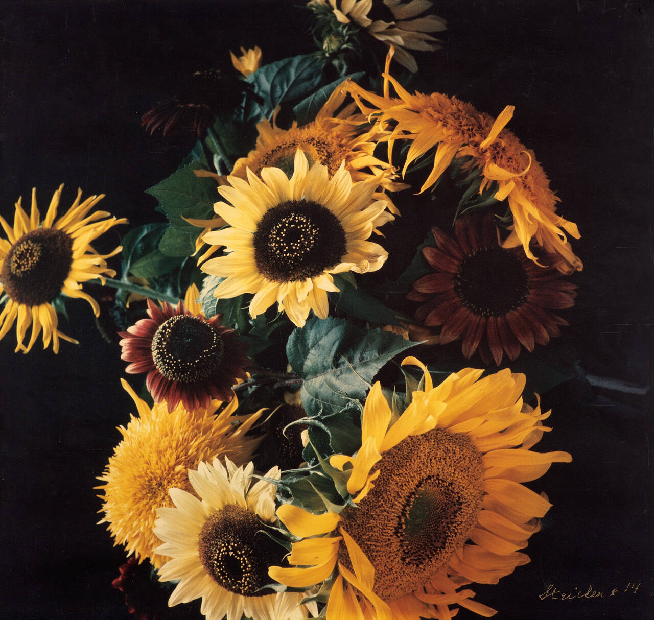 Sunflowers