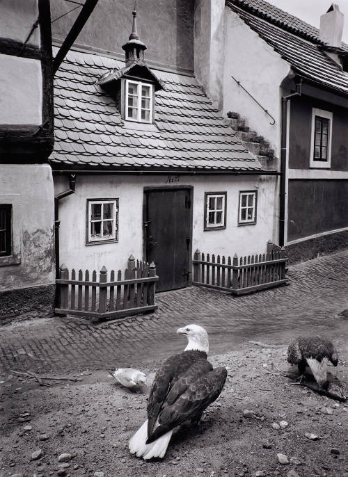 Untitled (eagle/small house in Prague)