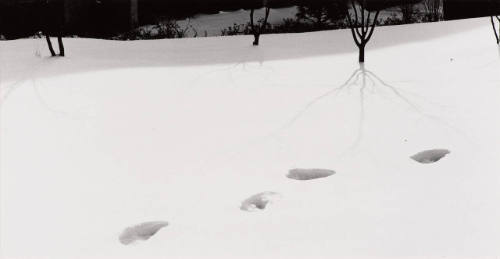 Untitled (tracks in snow)