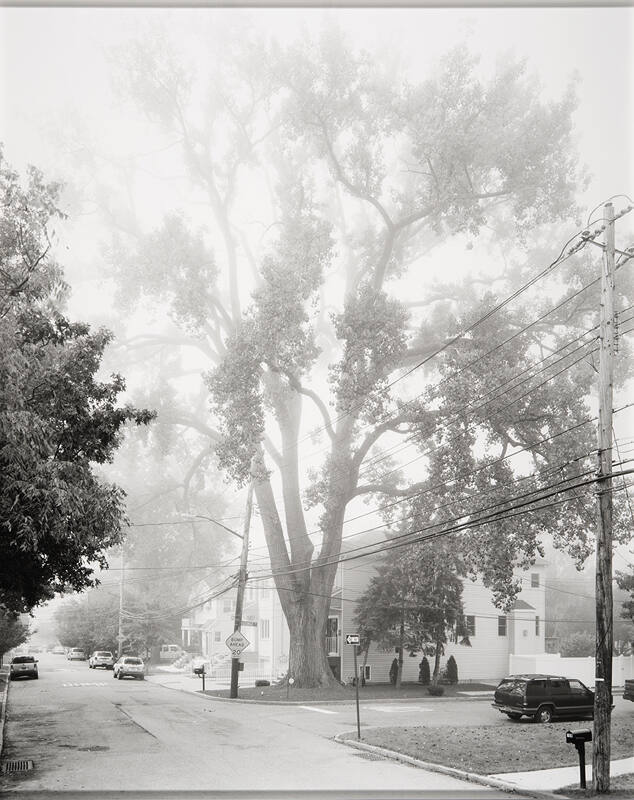 Eastern Cottonwood Tree, Staten Island II 2011