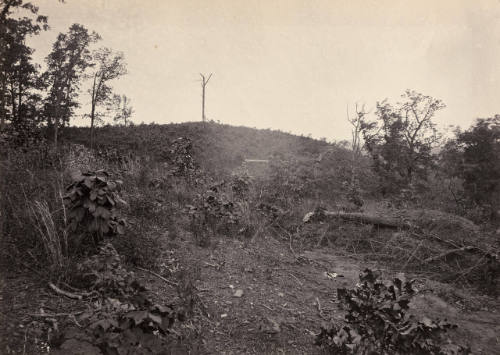 Pine Mountain