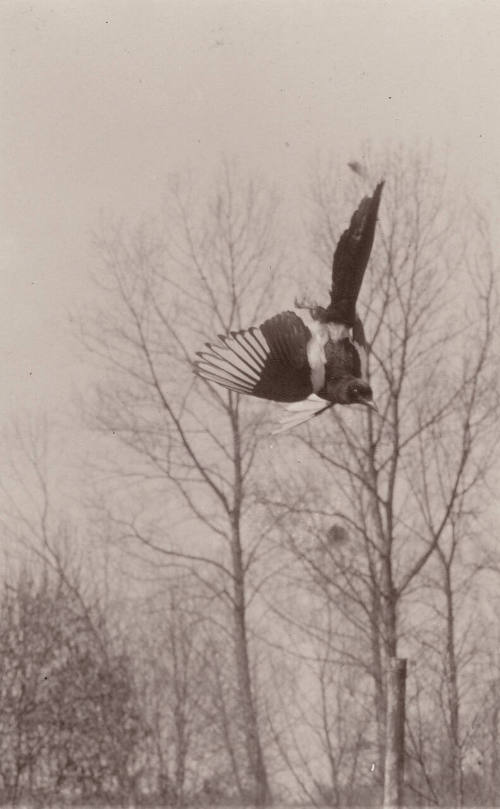 Bird at Moment of Death