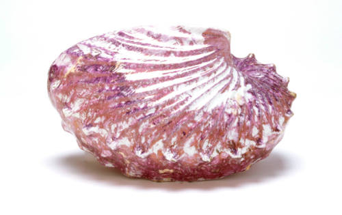 Nautilus Shell Wall Vase
