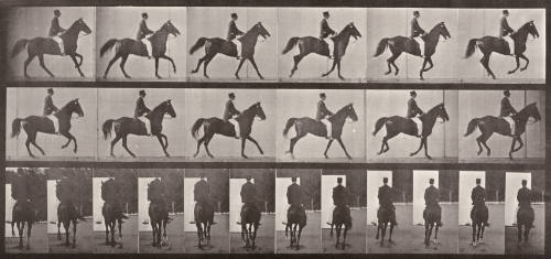 "Middleton cantering, saddled (plate 619)