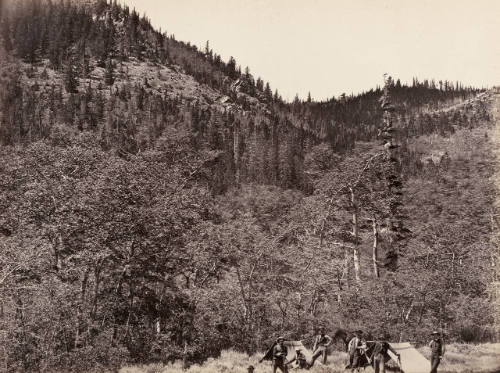 Among the Timber at Head of Little Laramie River
