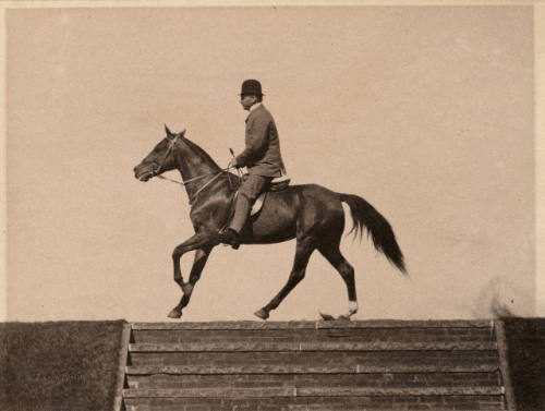 'Cow Pony' at Sharp Canter