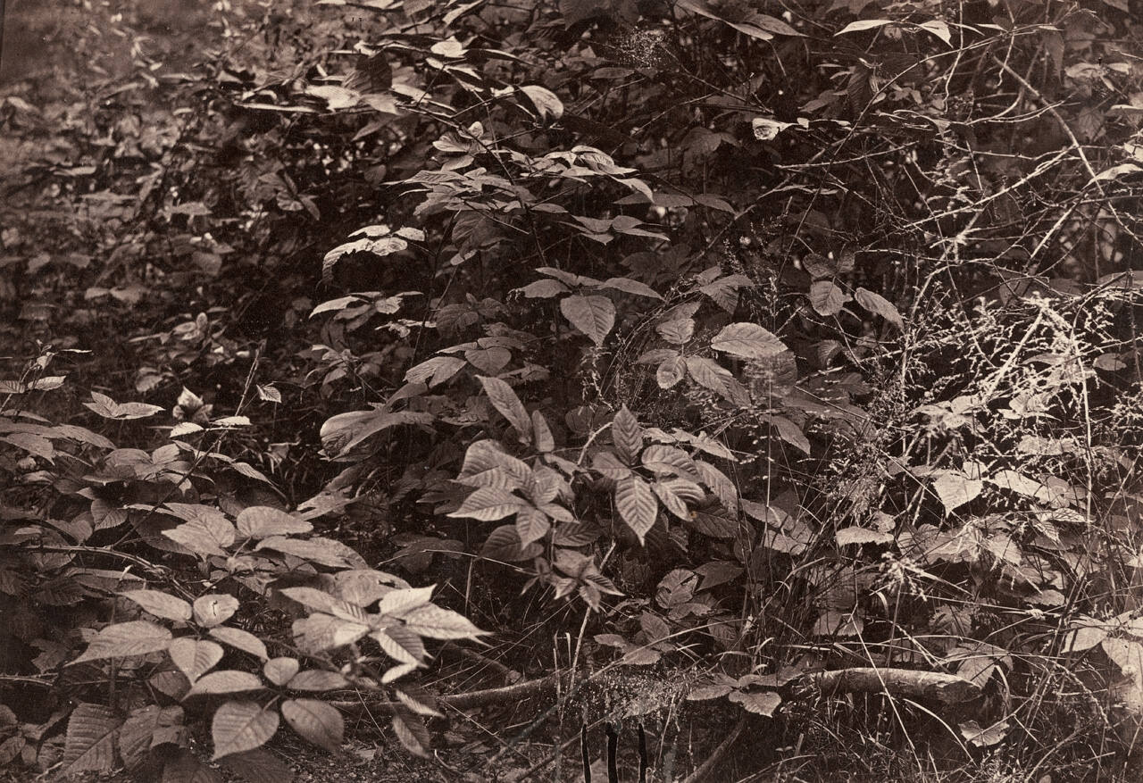 Untitled Landscape Study (Blackberry Bush)