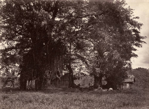 Martyr Tree and Ruins of Old Fort, Santa Maria del Real