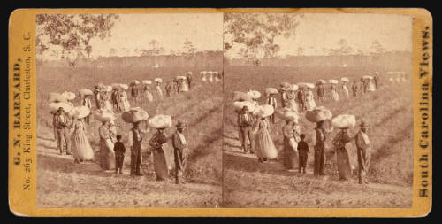Laborers Returning at Sunset from Picking Cotton...