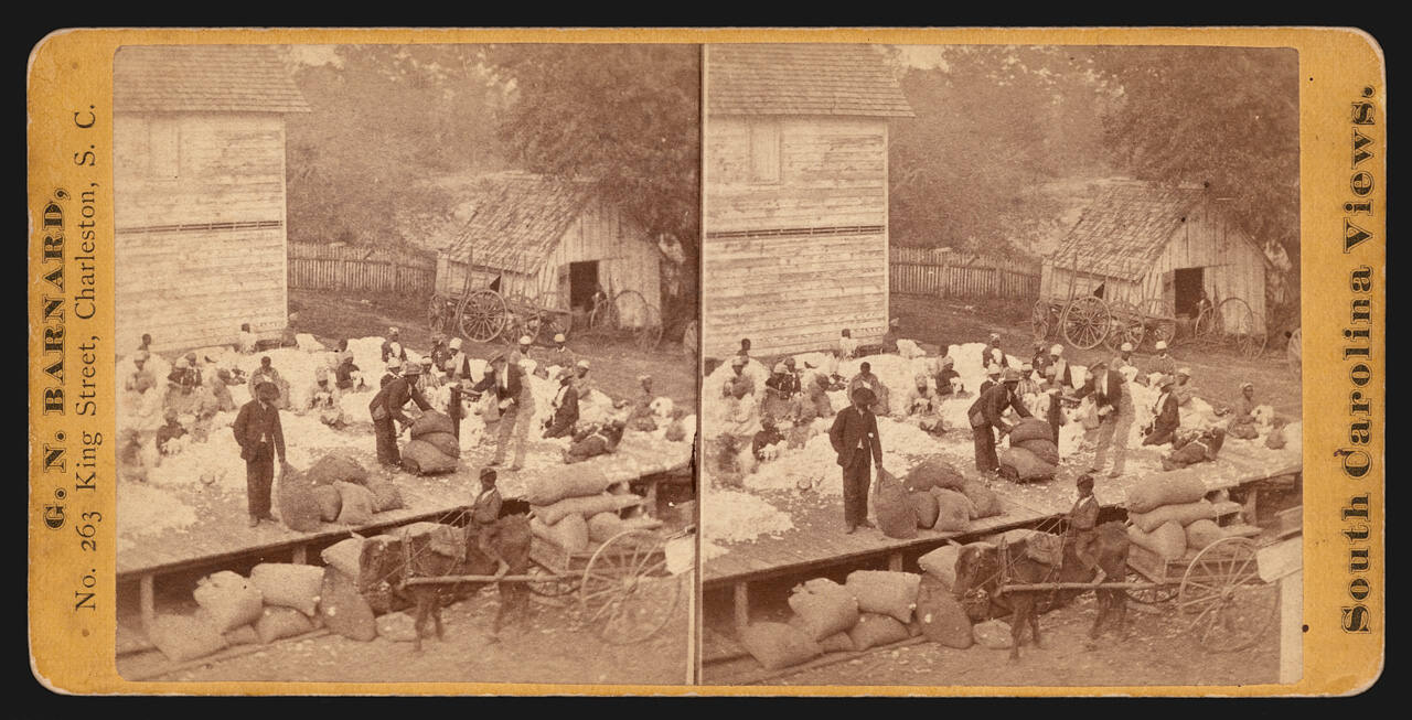 View of Laborers Preparing Cotton for Gins...