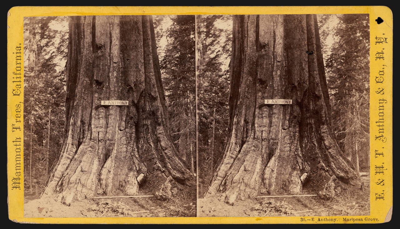 E. Anthony, Mariposa Grove