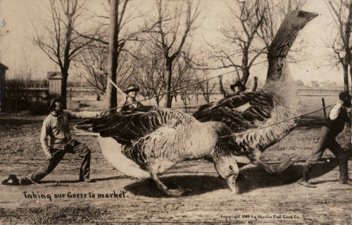 Taking Our Geese to Market