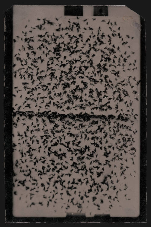 Dead Flies