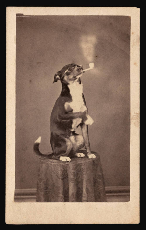 Smoking Dog