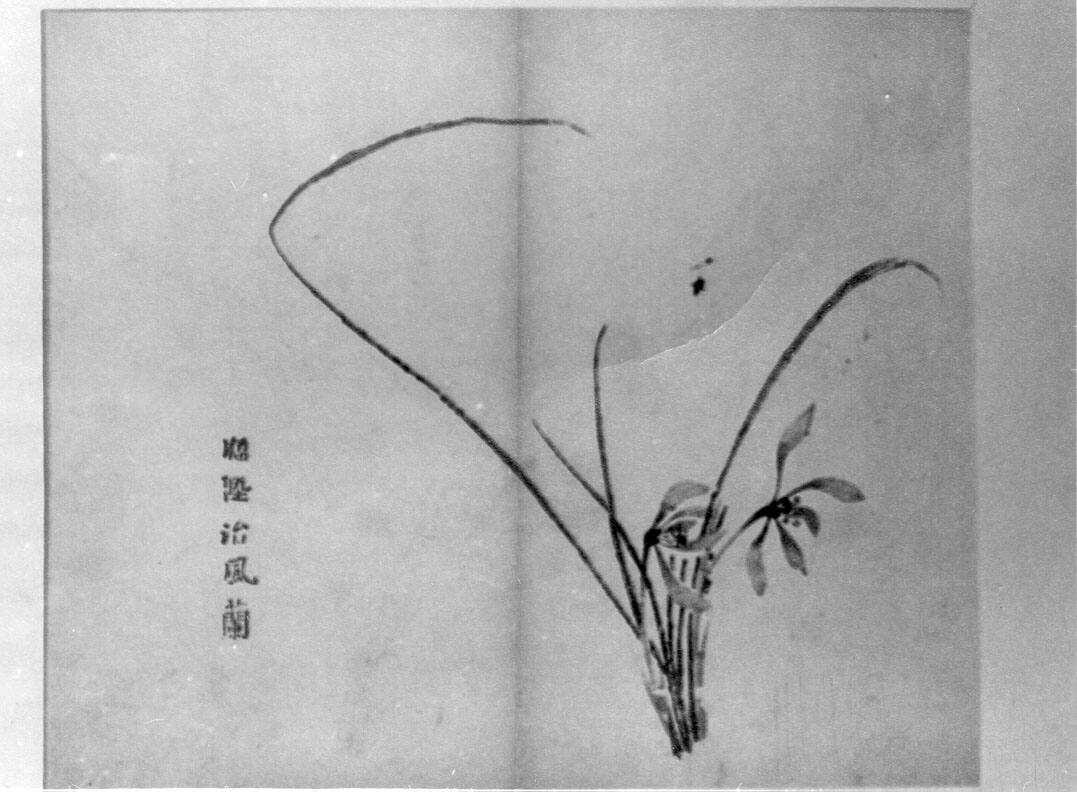 Spray of Iris and Grass