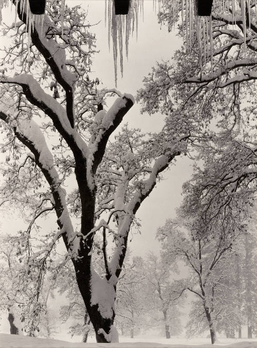 Icicles, Awahnee Hotel, Yosemite National Park