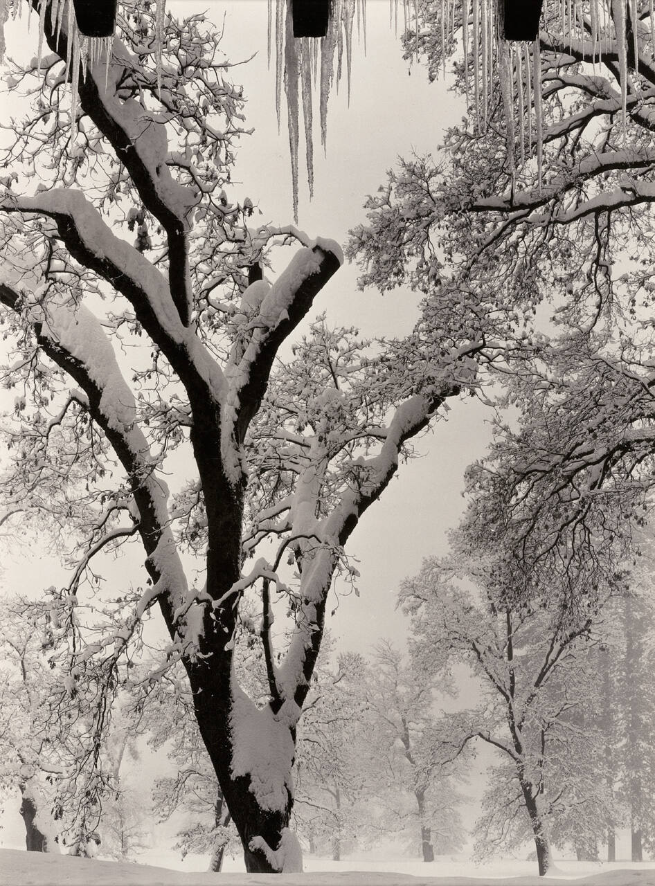 Icicles, Awahnee Hotel, Yosemite National Park