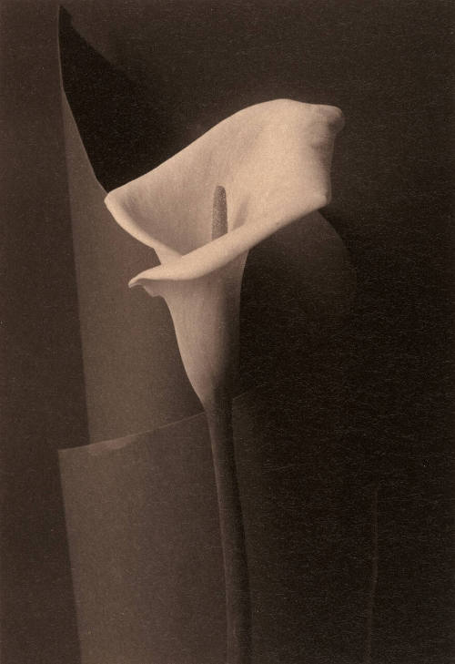 Calla