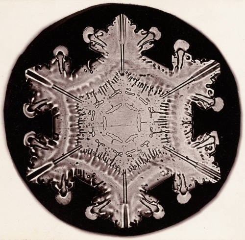 Snow Flake