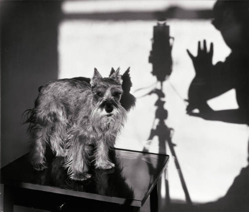 Staccato and Shadow