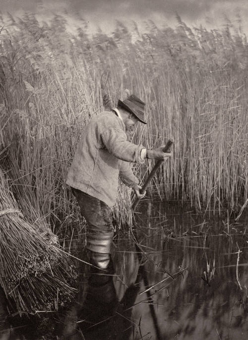 The Reed Cutter at Work