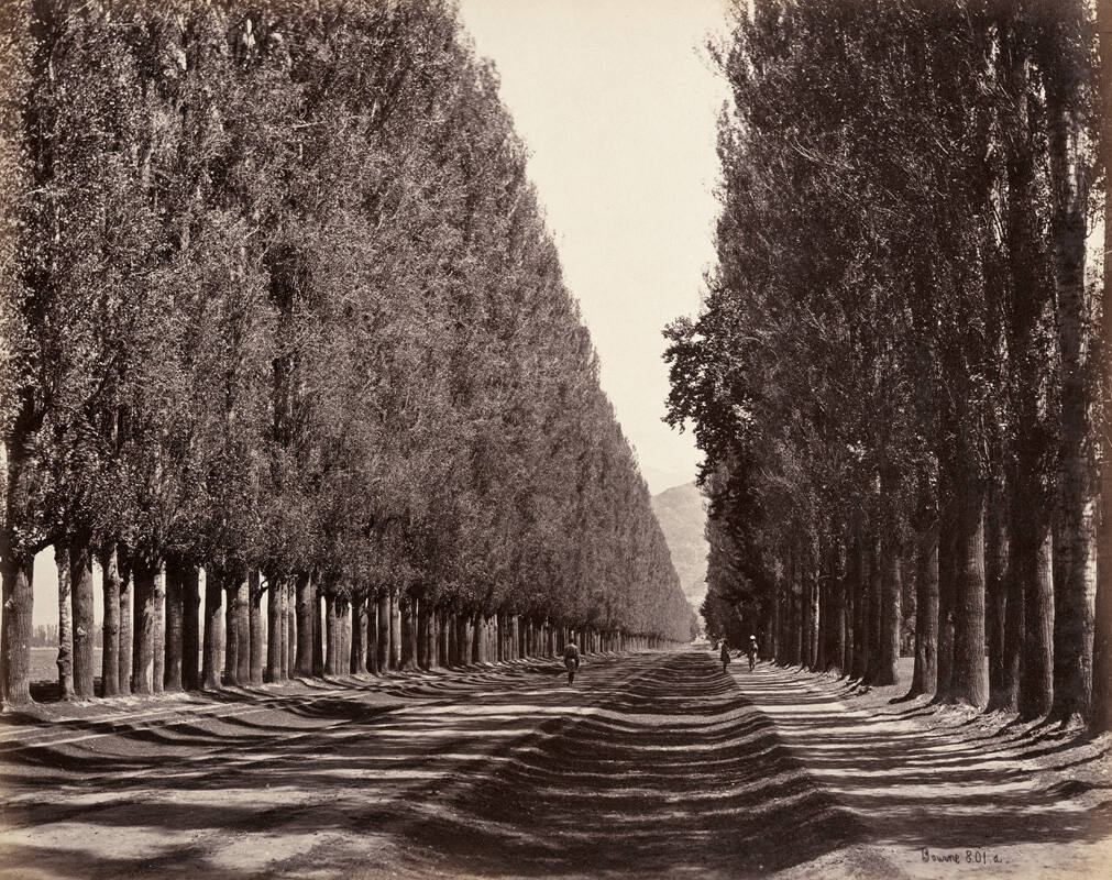 Poplars, Kashmir