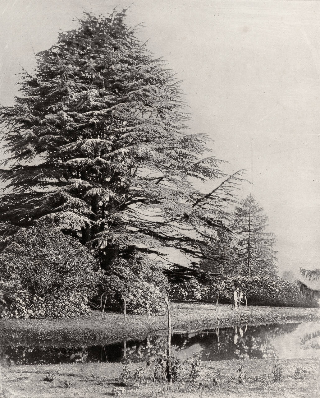 Cedars