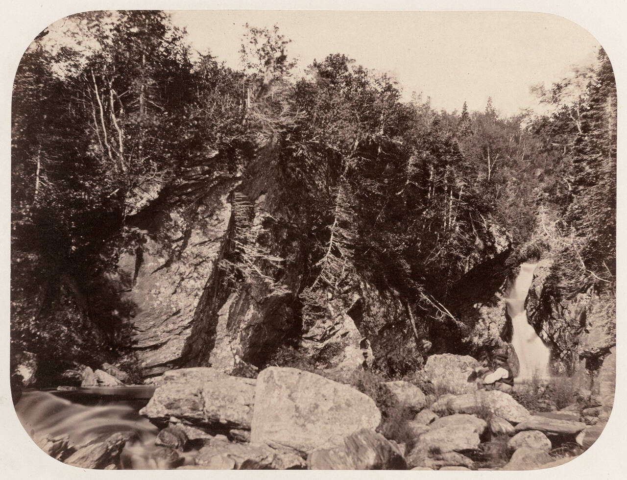 Cascade, forêt d'épinettes à Terre Neuve