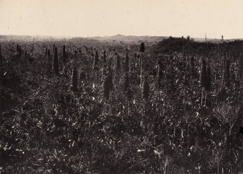 Madagascar, marais de Soamandrakisai