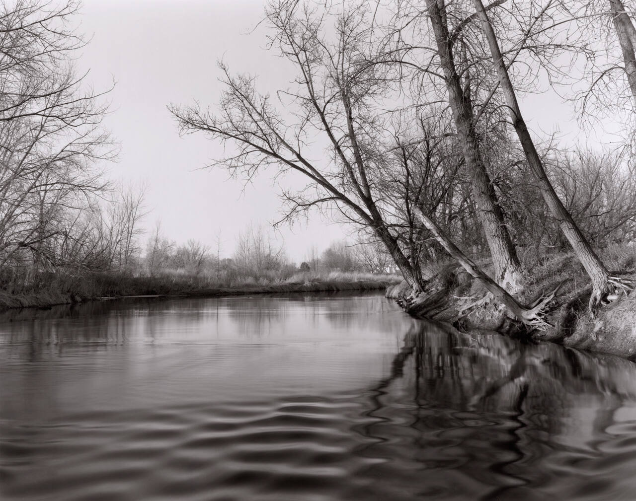 Looking North, near Udall Natural Area, Cache la Poudre River