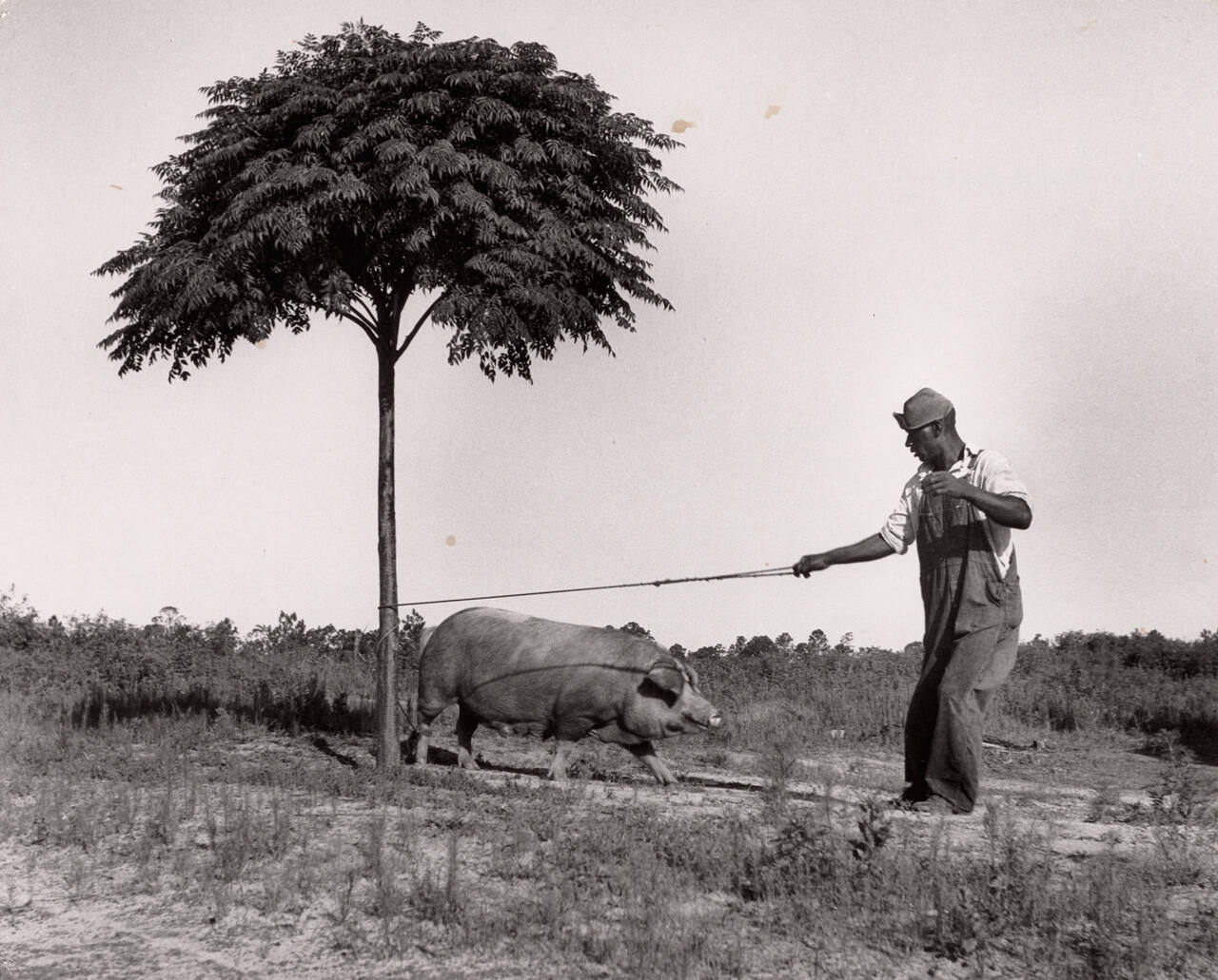 By the Chinaberry tree, Tipton, Georgia