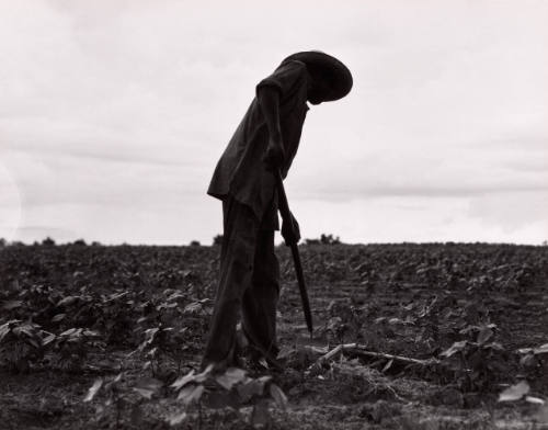 Hoeing Cotton, near Yazoo City, Mississippi, June 1937