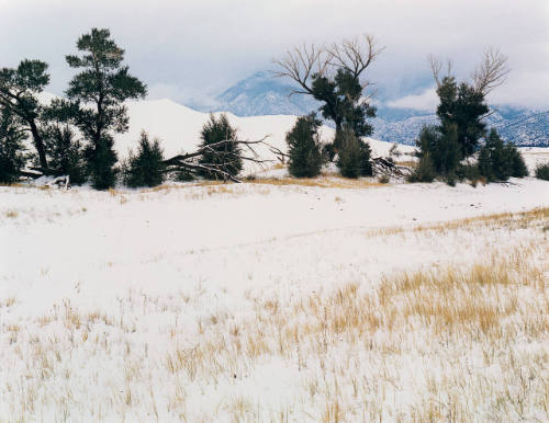 Snow and Grasses, Colorado