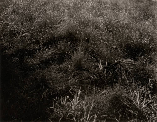 Grasses, Lake George