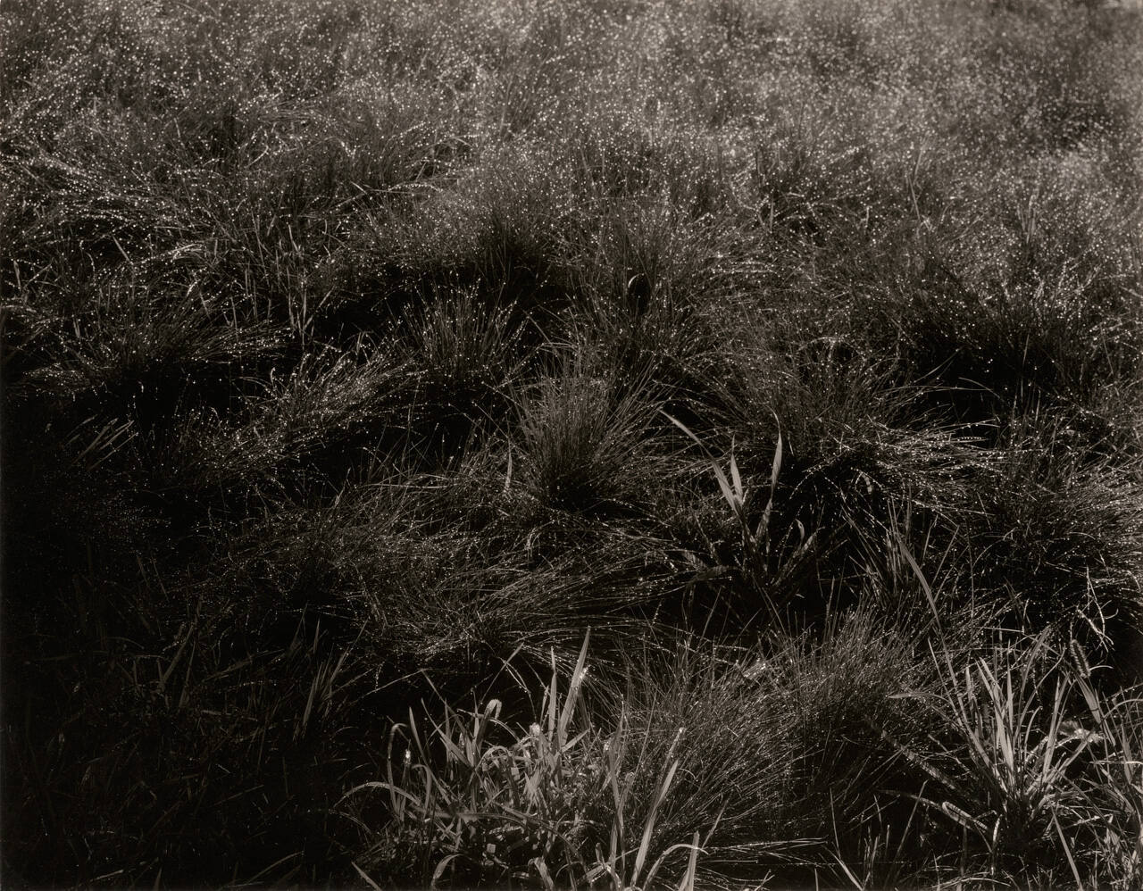 Grasses, Lake George