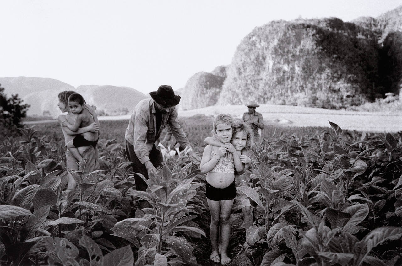 Tobacco Harvesting