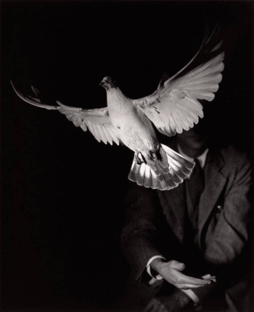 Rising Dove