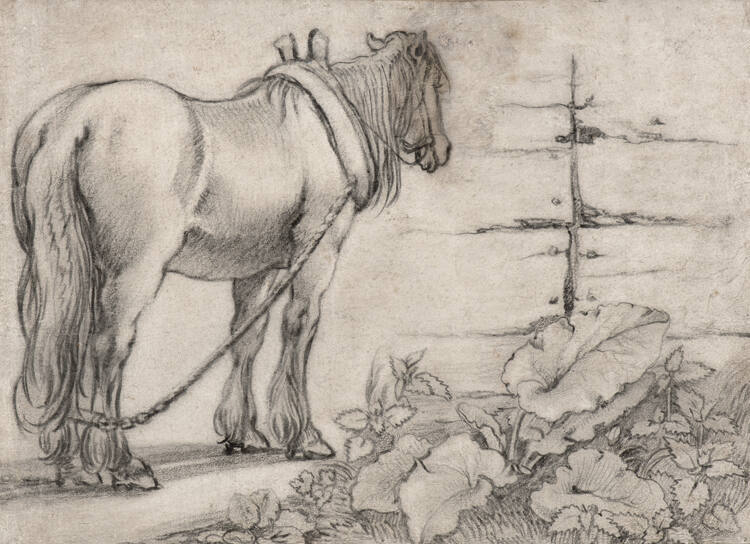 Standing Draft Horse