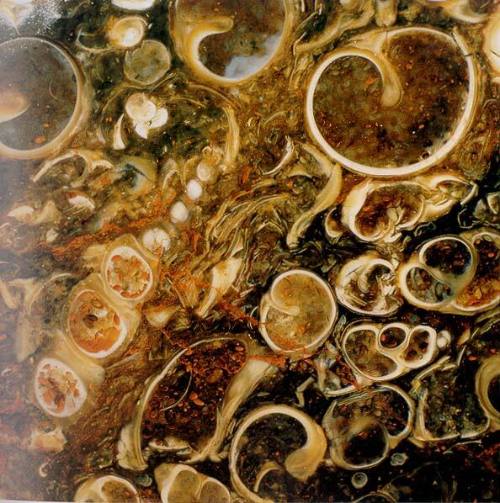 Snails