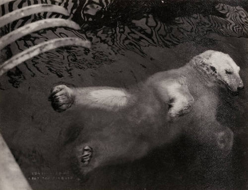Polar Bears Bathing on Hot Day, Prospect Park, Brooklyn, July 25, 1938