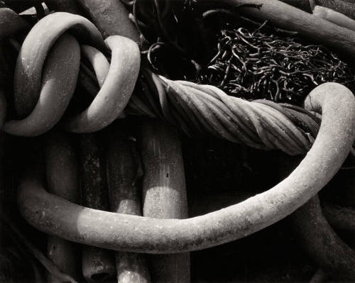 Kelp