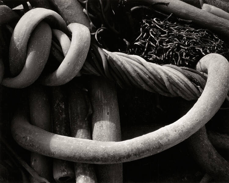 Kelp