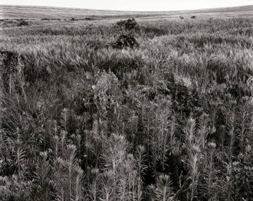 Weeds and Winter Wheat, Near St. Joe