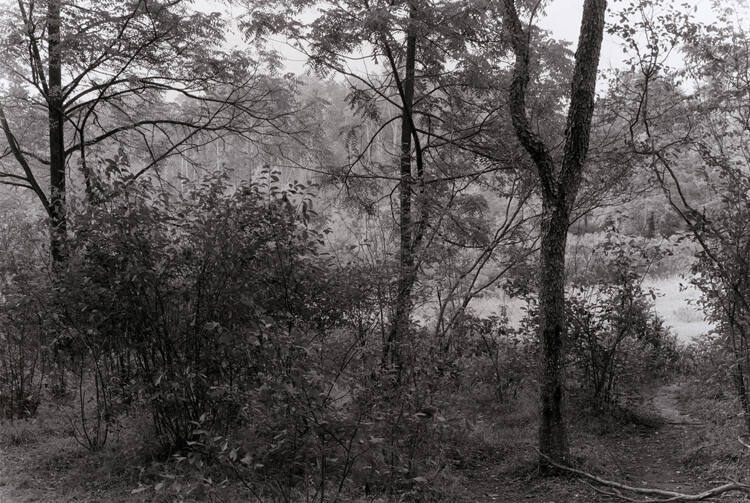 Pickleseimer's Fields II