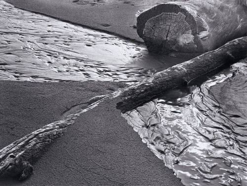 Driftwood, Great Sand Dunes, Colorado