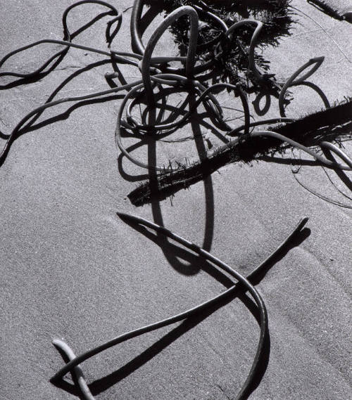 Kelp