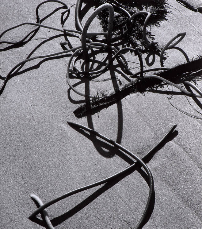Kelp