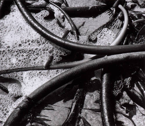 Kelp