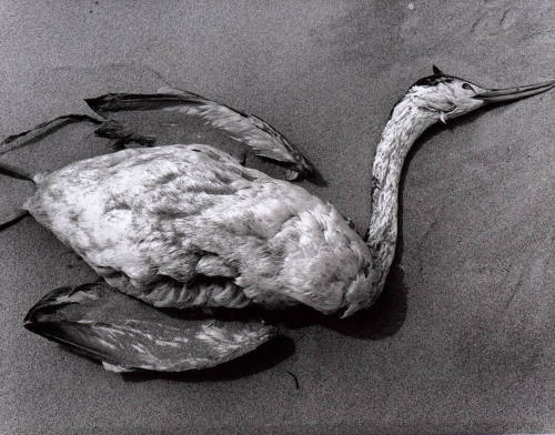Dead Bird